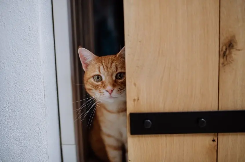 A curious cat peeks from behind a partially open door, its eyes wide with curiosity.