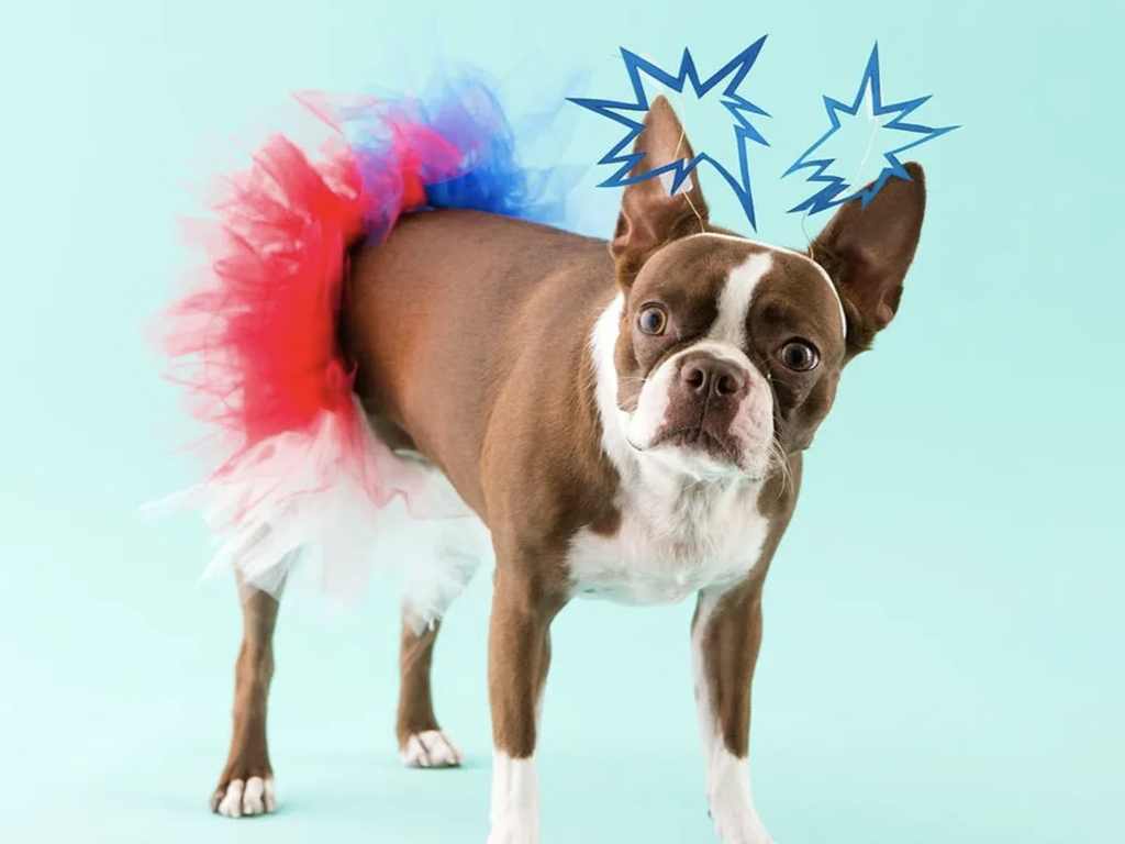4th of July Pet Party Ideas | 4th Of July Dog Activities