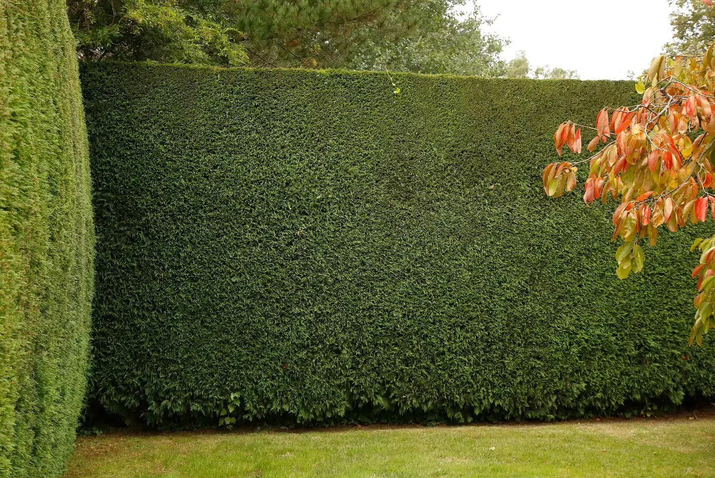 Tall, neatly trimmed evergreen hedge forming a dense garden privacy screen.