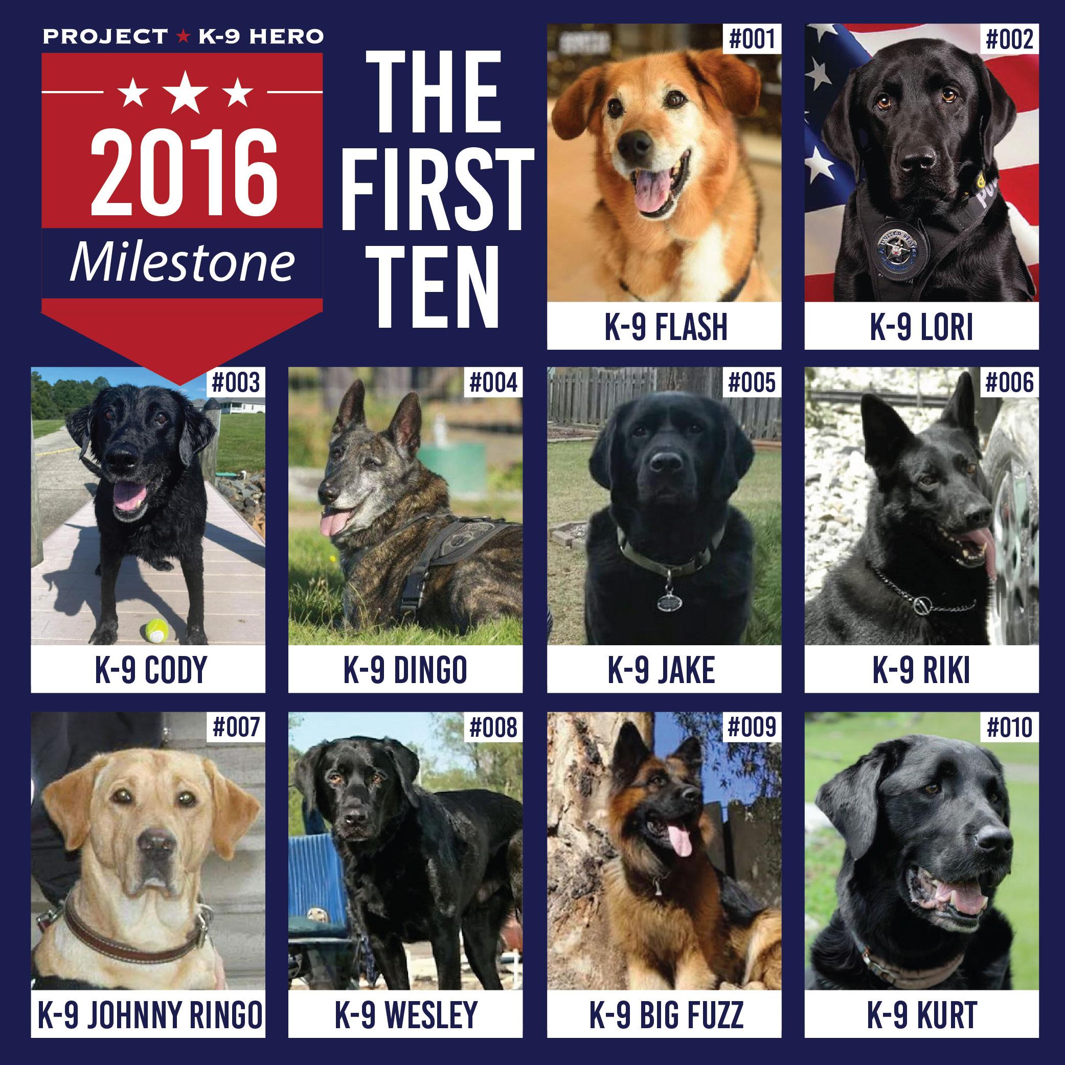 k9 guapo playing ball