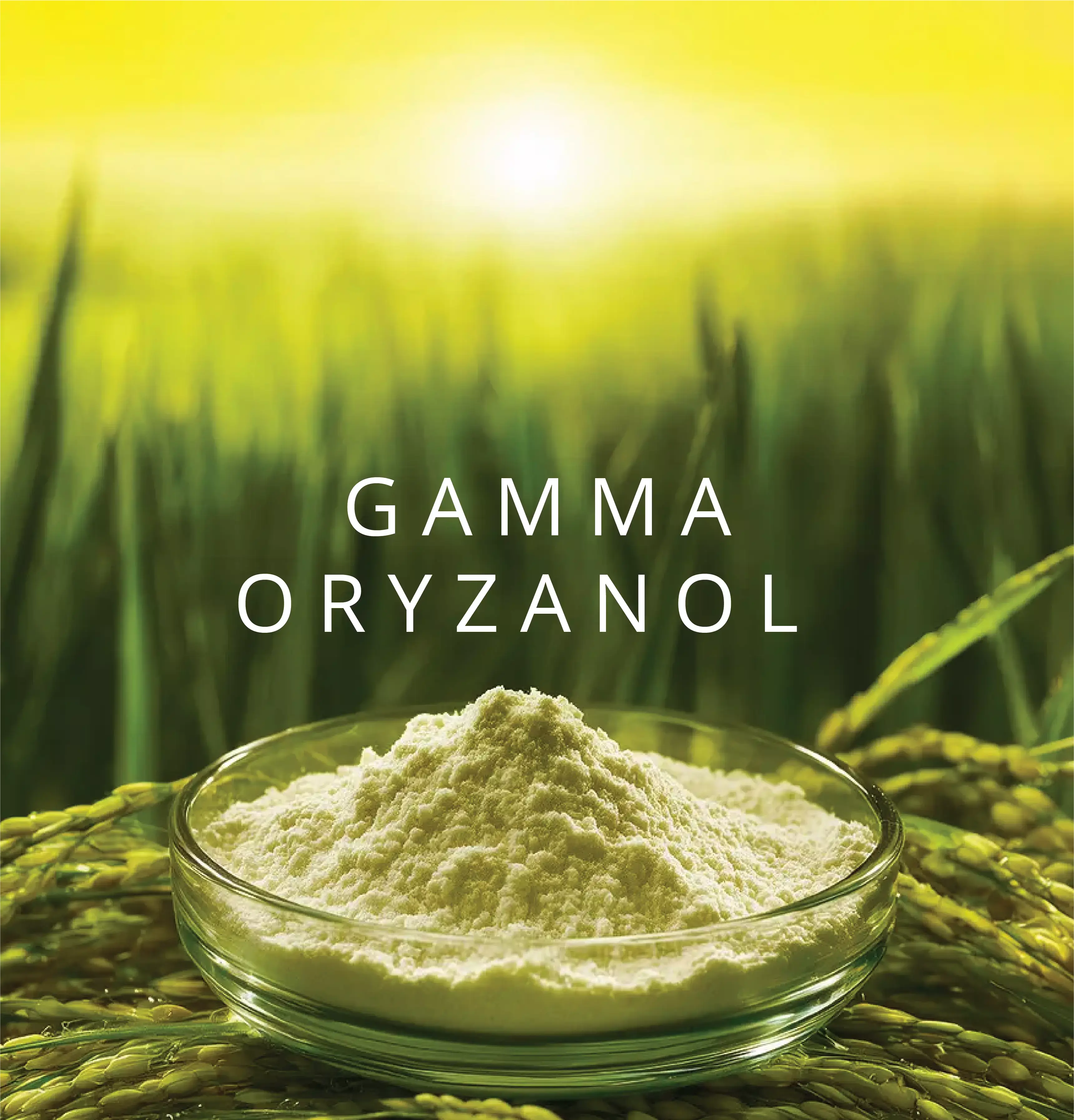 Gamma Oryzanol