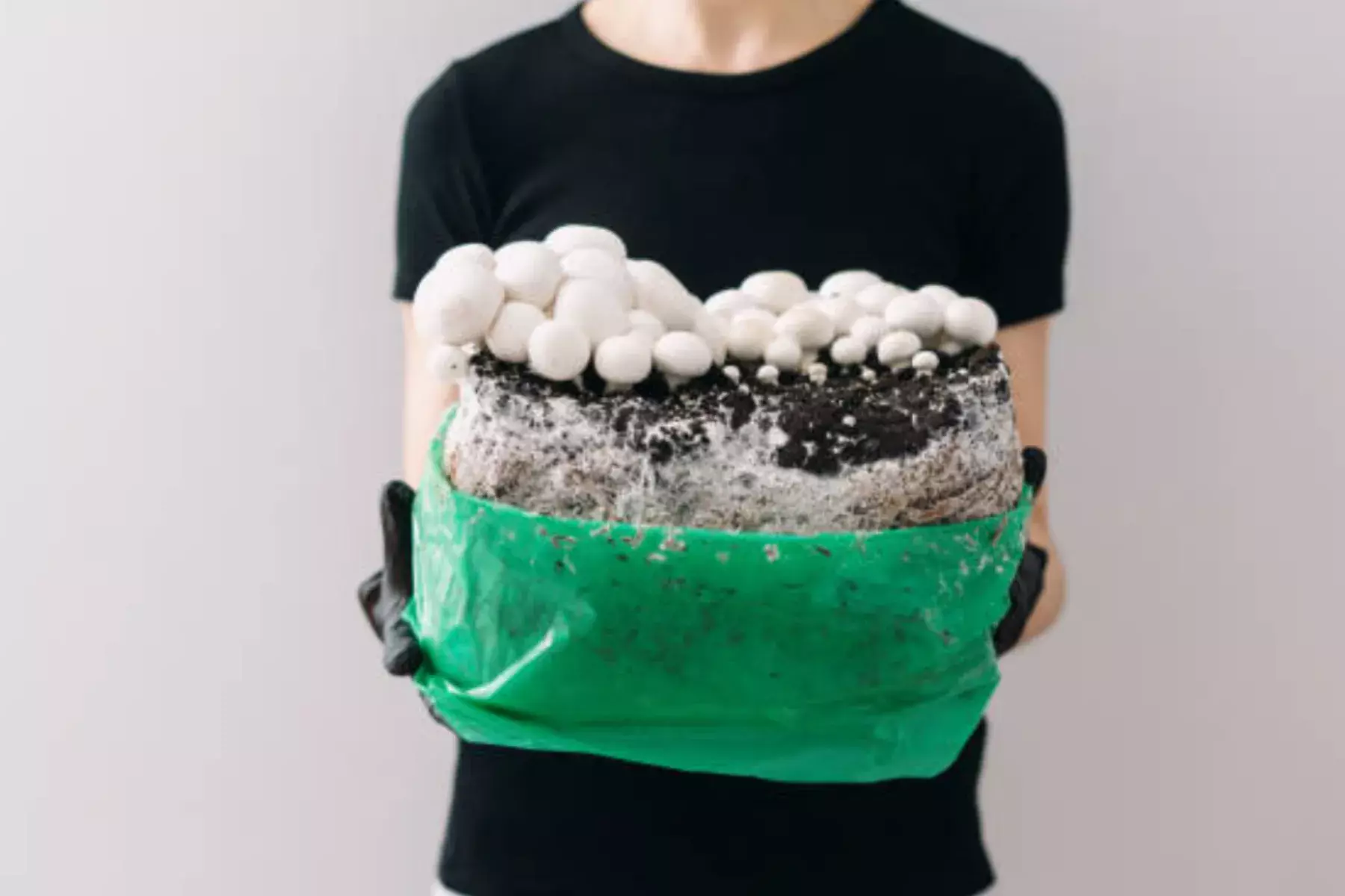 Mushroom growing kit with white button mushrooms - person holding green plastic bag cultivation system, fresh sprouted fungi cluster, dark growing medium substrate, home mushroom farming, DIY mycology project, indoor cultivation method, harvest-ready edible mushrooms, sustainable food production, beginner-friendly growing setup