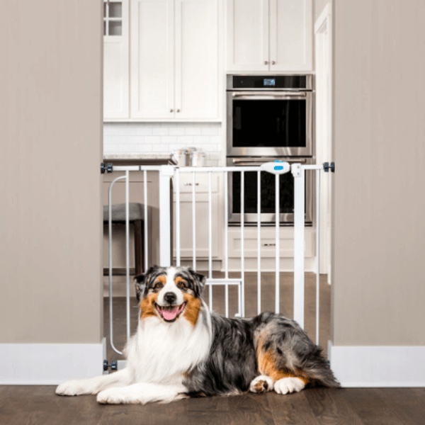 Best pet gates for dogs best sale