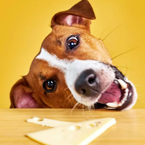 Can Dogs Eat Cheese?