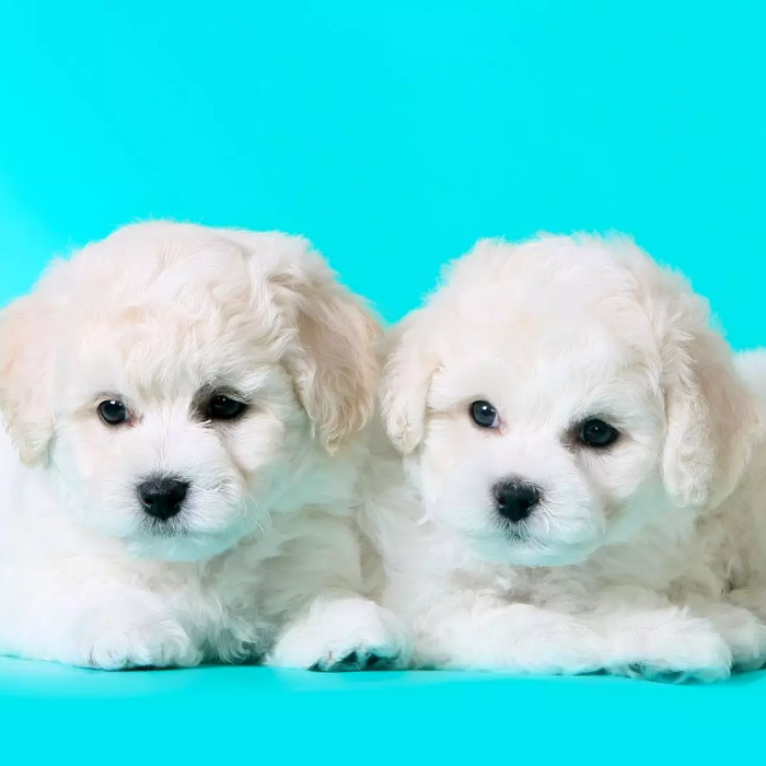 Best Dog Breeds for Apartment Living