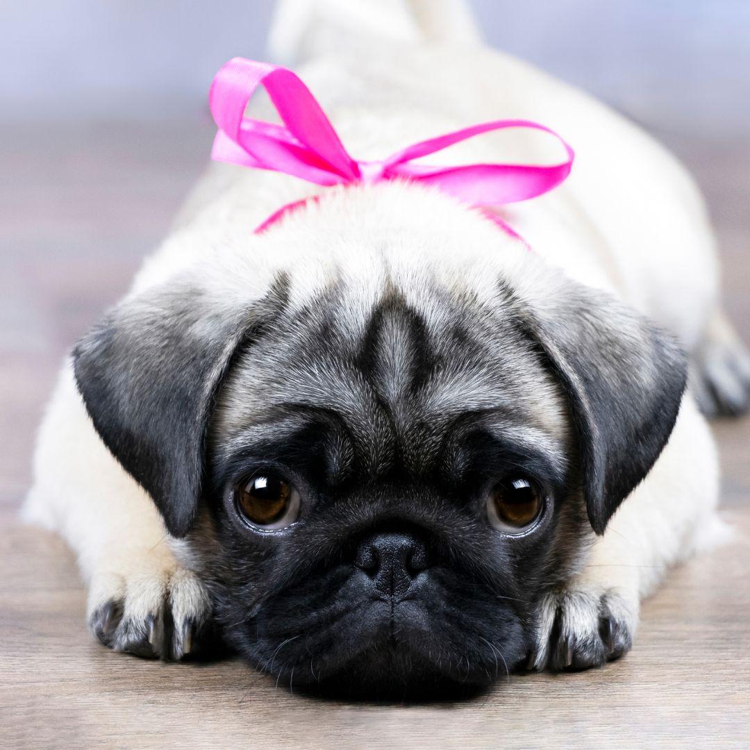 Cute pug puppy