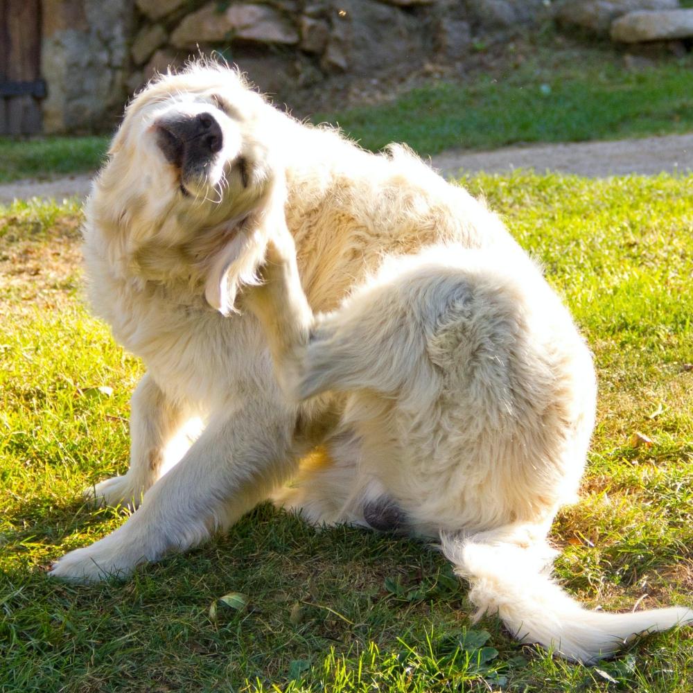 Itching golden retriever