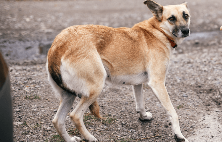 Understanding the Secret Language of Tail Wagging – Door Buddy