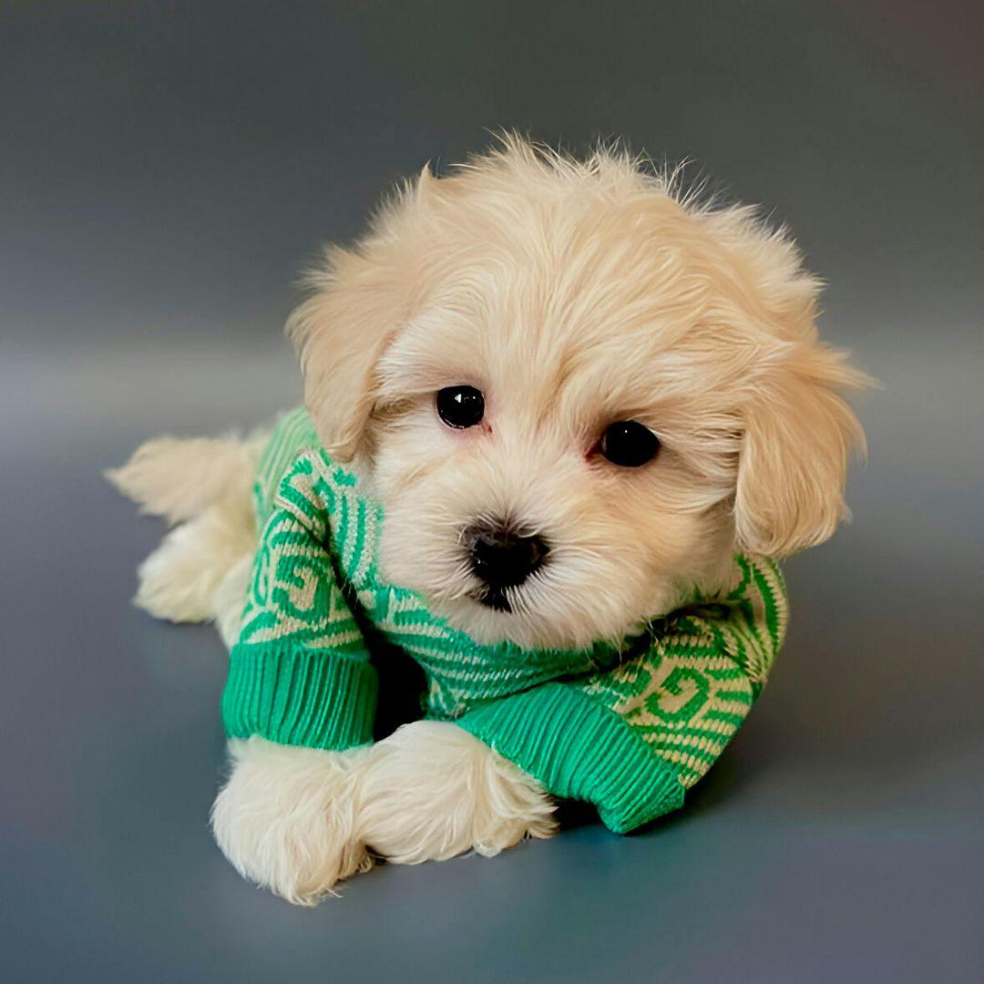 Close-up of a Light Brown Maltipoo Wearing a Green Dog Sweater