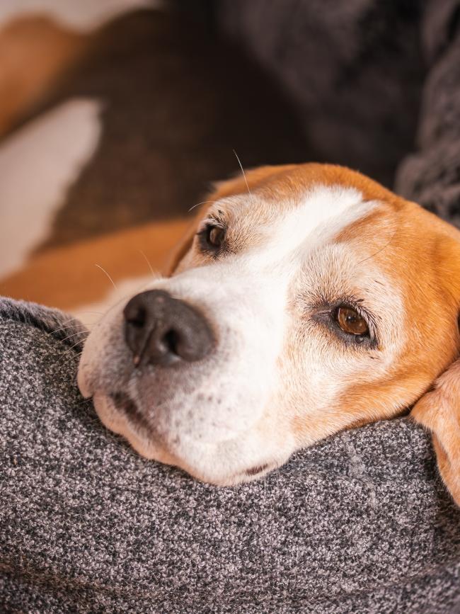 Beagle dog resting peacefully in cozy dog bed indoors serene quiet mood.