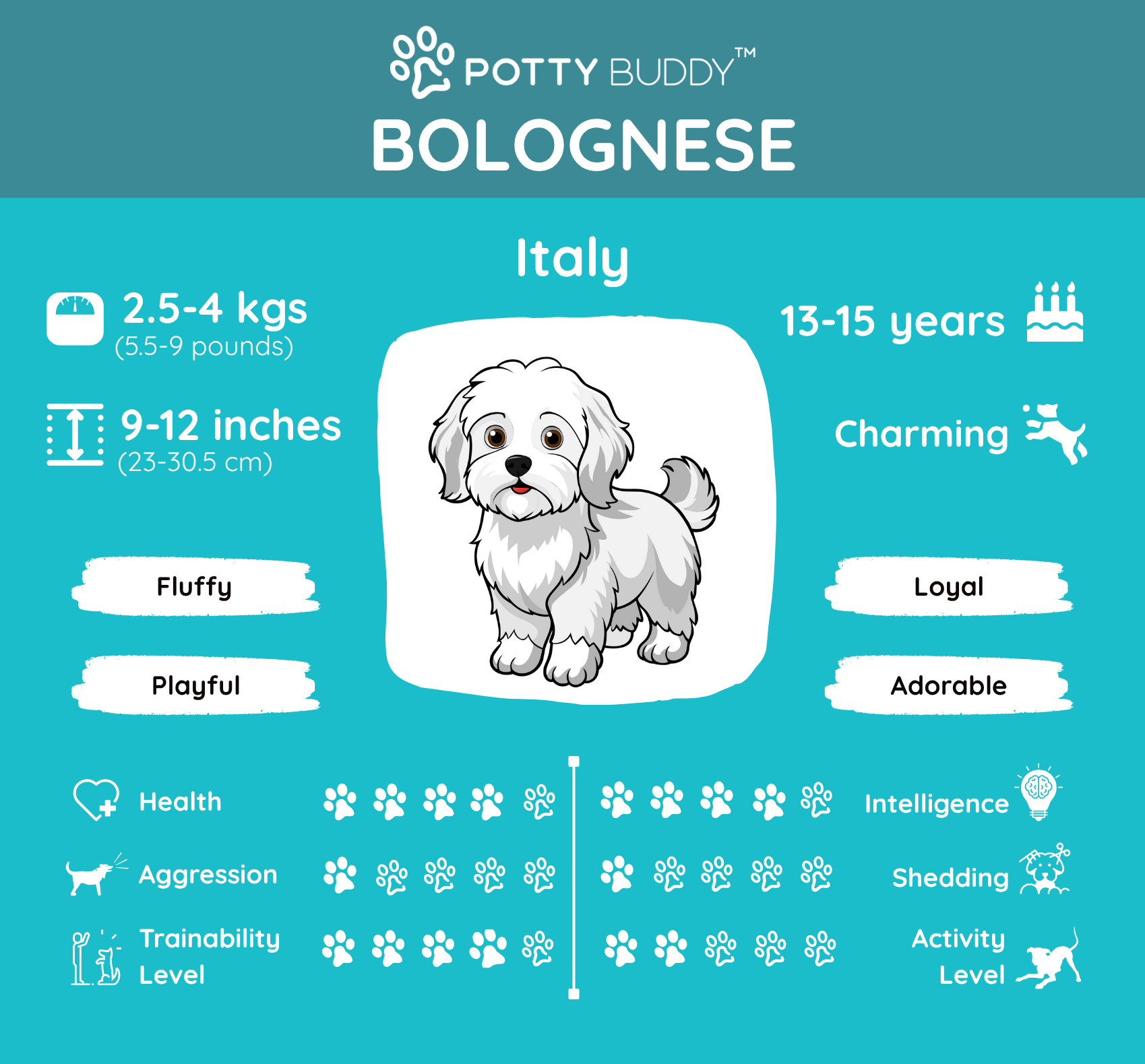 Characteristics of the Miniature Schnauzer in One Picture