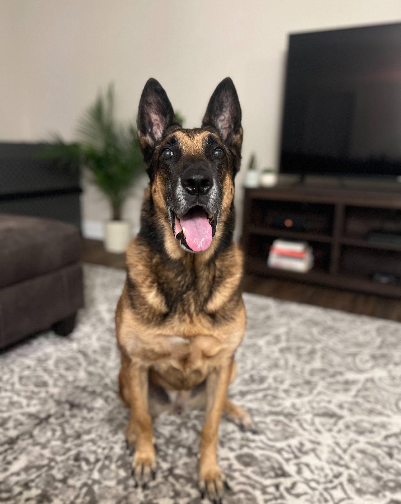 k9 harry in a parking lot