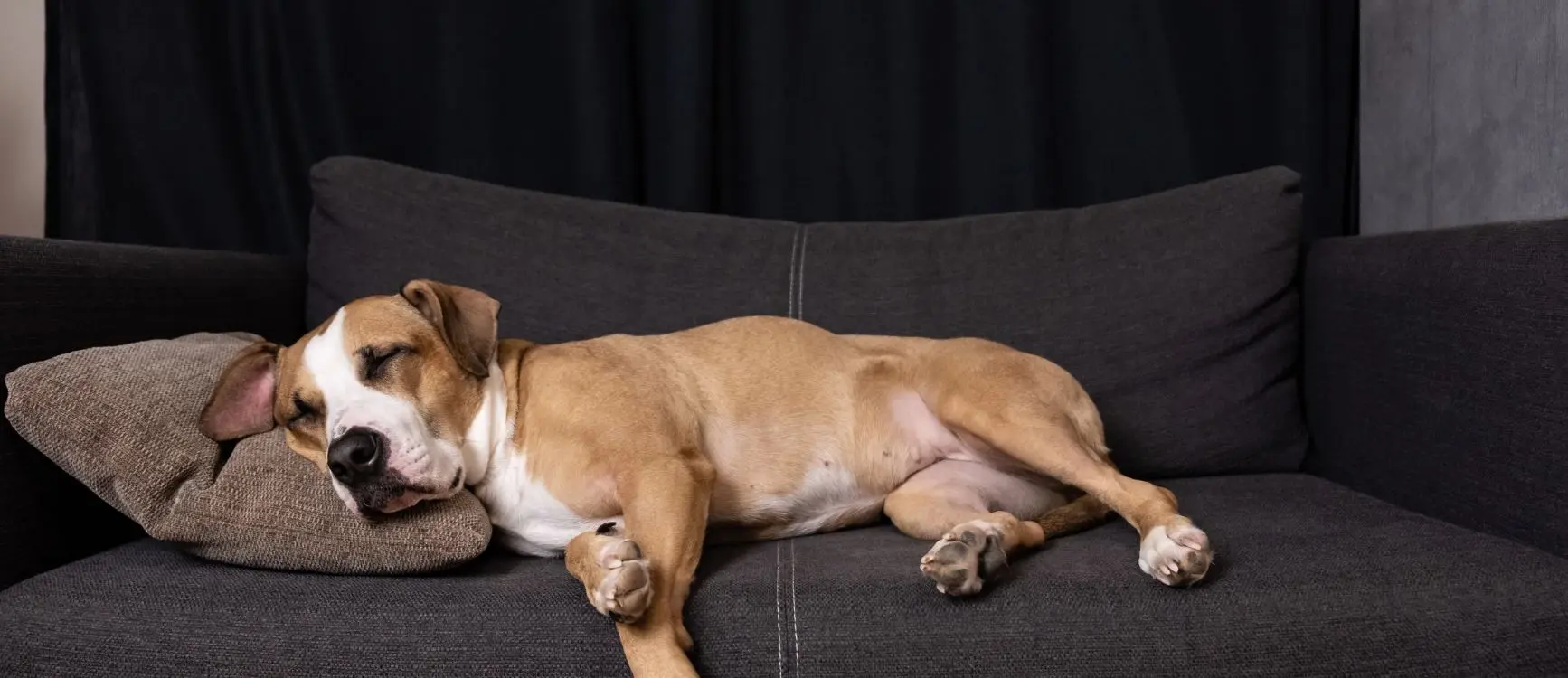 a dog lying on a couch