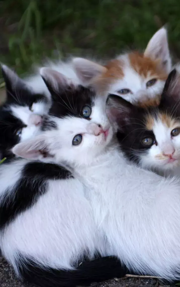 reward dog potty training