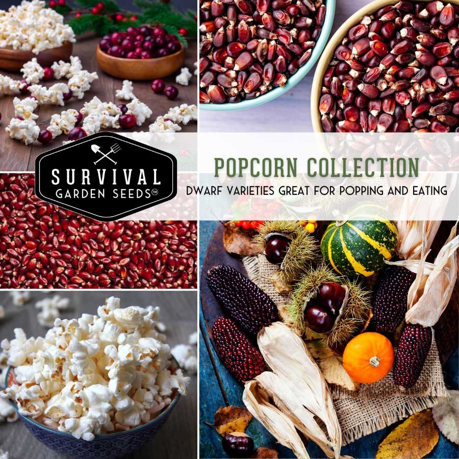 Popcorn Collection - 2 Popular Dwarf Corn Varieties