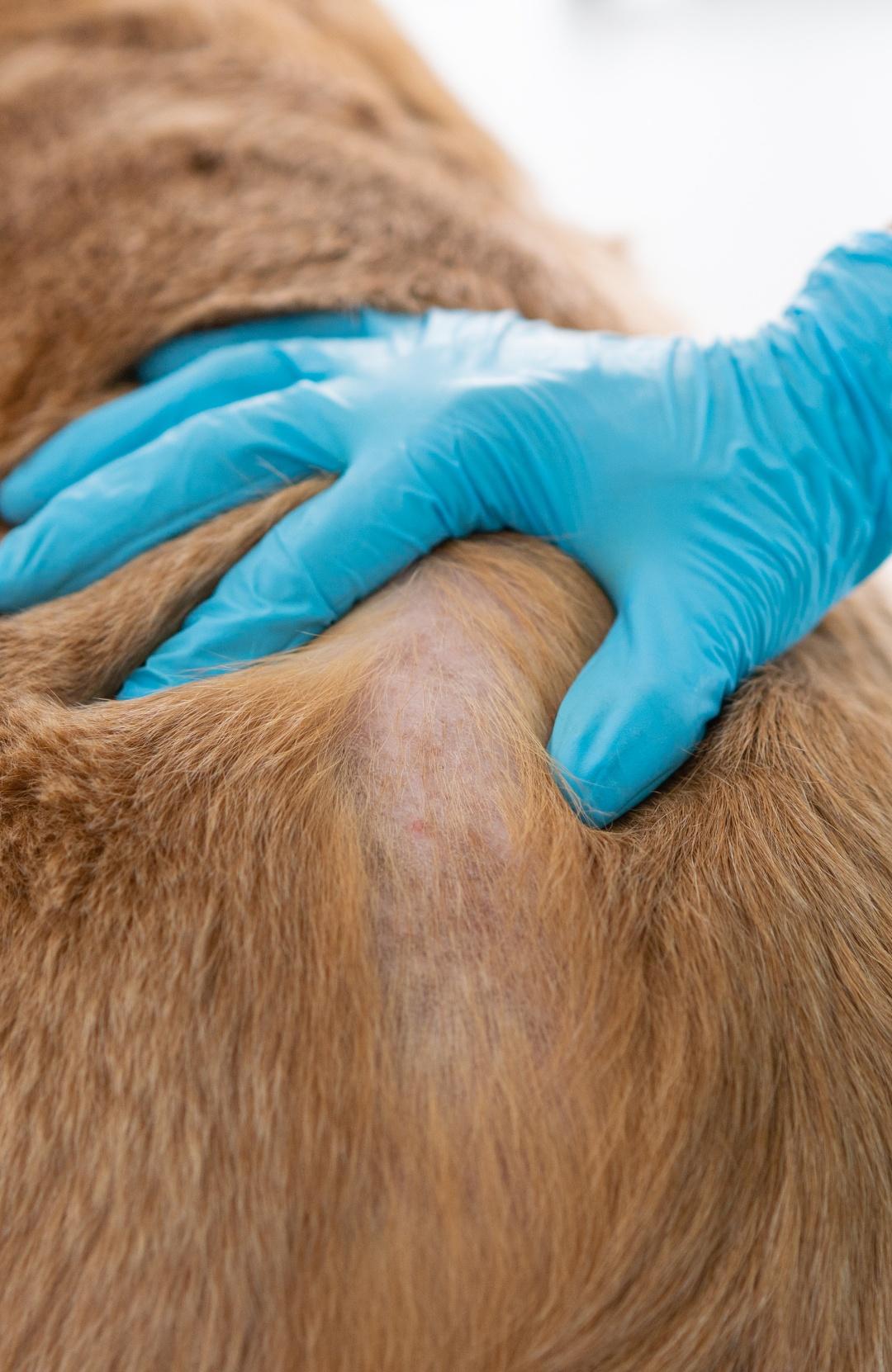 Close up of veterinarian's hands exam the dog skin problem, concept of healthcare, medical and skin disease in pet animal.