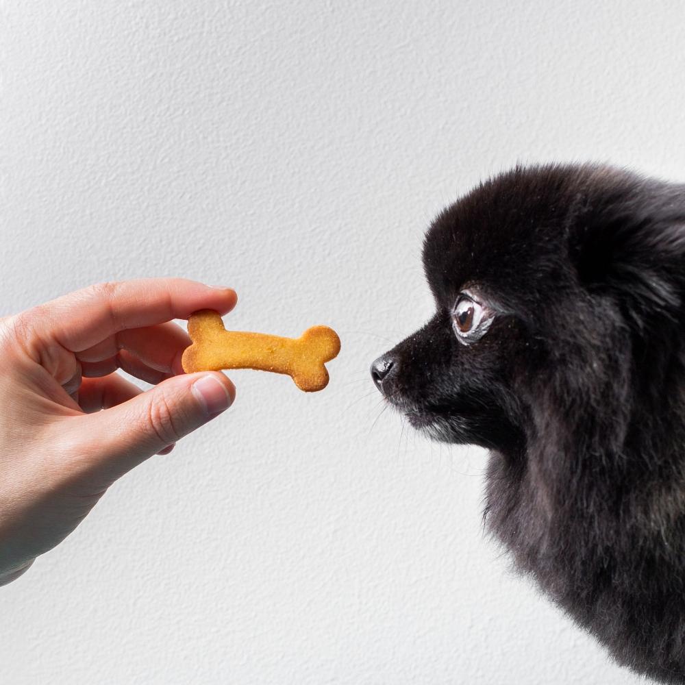 dog receiving a tasty treat from an outstretched hand