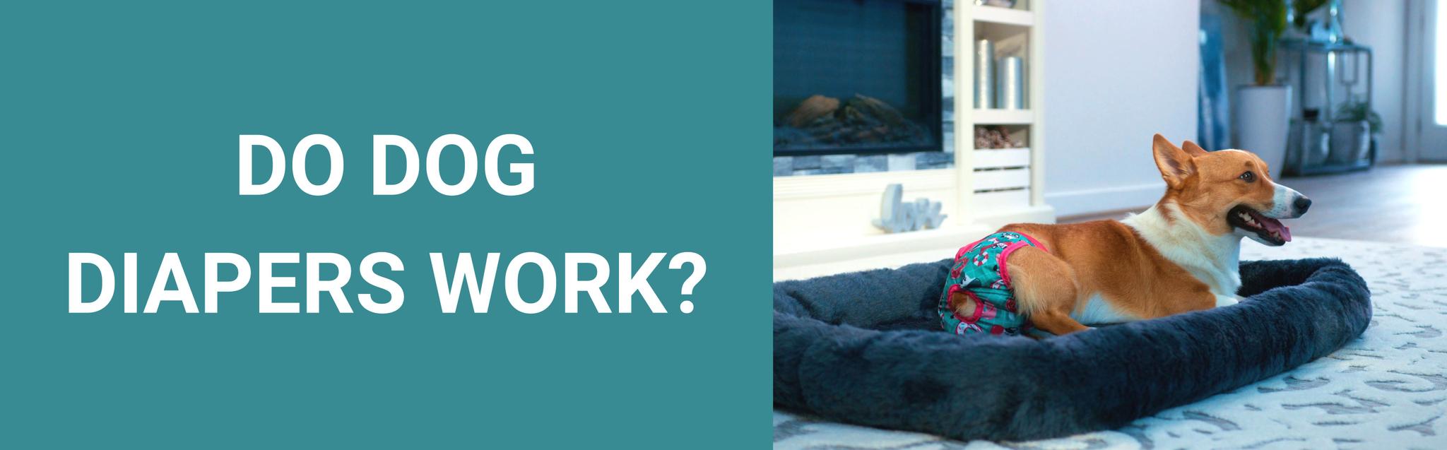 Do Dog Diapers Work? Potty Buddy™