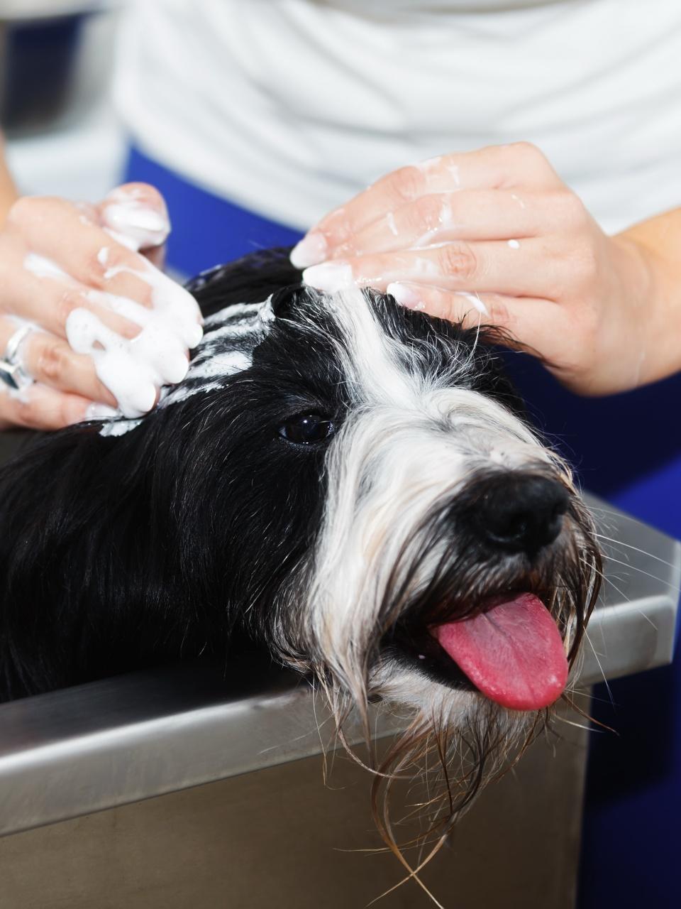 Bath Time. Woman soaping Tibetan terrier dog and washing it with shower in stainless steel bathtub, selective focus