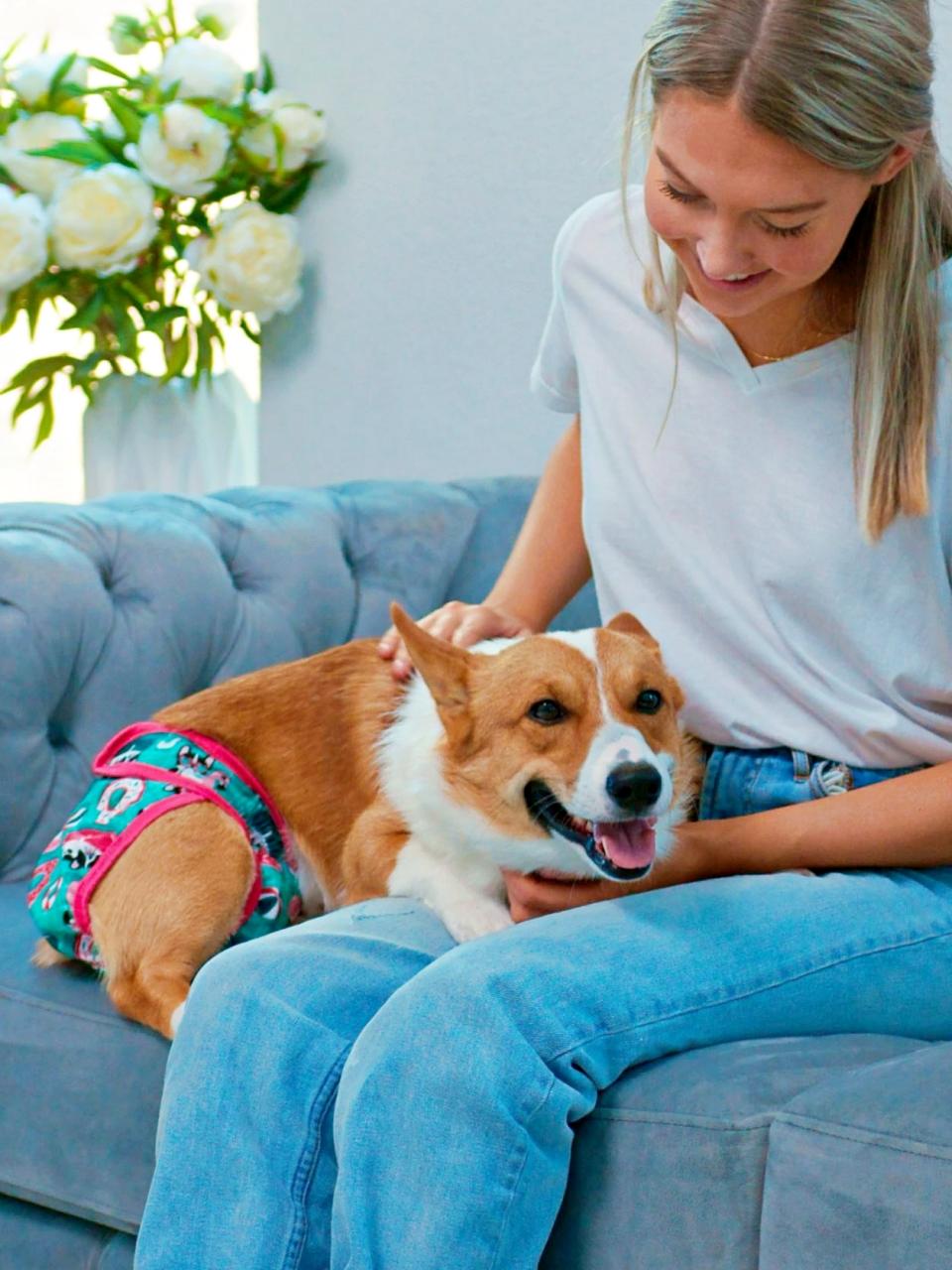 Dog wearing a Potty Buddy reusable diaper on the sofa with human