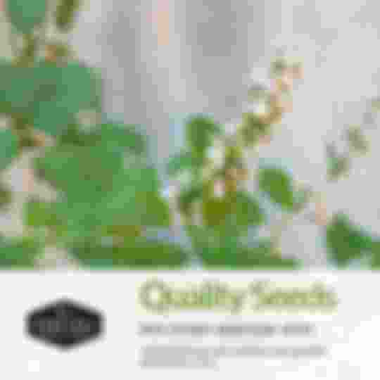 quality non-hybrid heirloom herb seeds