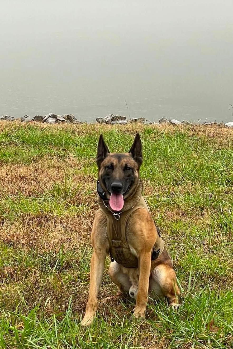 k9 burt 404 sitting in grass
