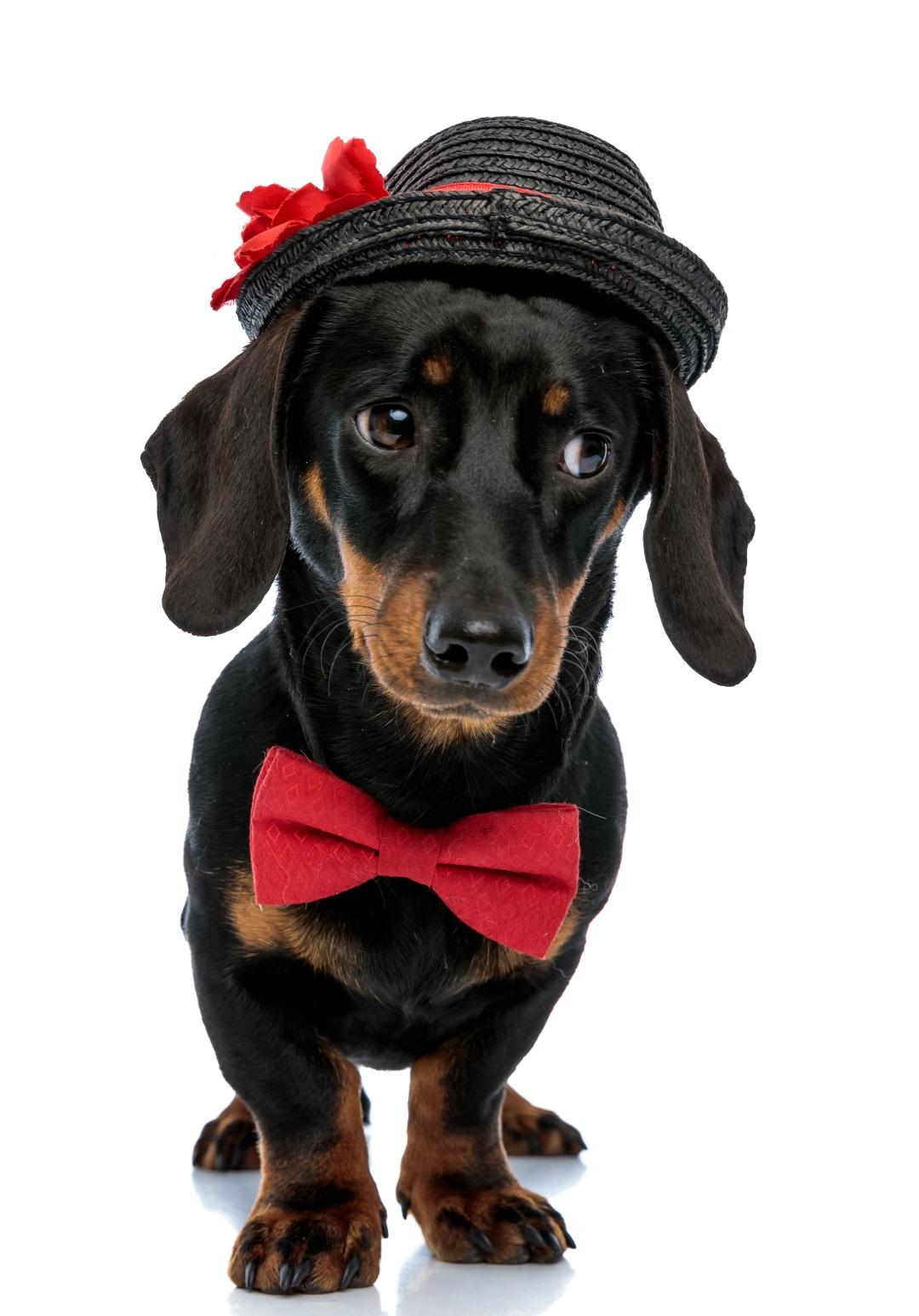 Eager Teckel puppy wearing bowtie and hat, looking away carefully while standing