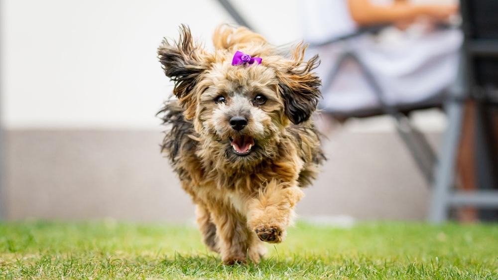 A Havanese dog (Canis lupus familiaris) with a purple bow running on the grass on blurred background