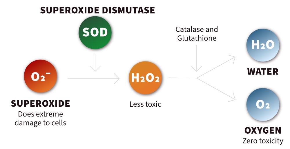 Superoxide dismutase pathway: SOD converts harmful superoxide (O₂⁻) into less-toxic hydrogen peroxide (H₂O₂), which catalase + glutathione break down into water (H₂O) and oxygen (O₂).