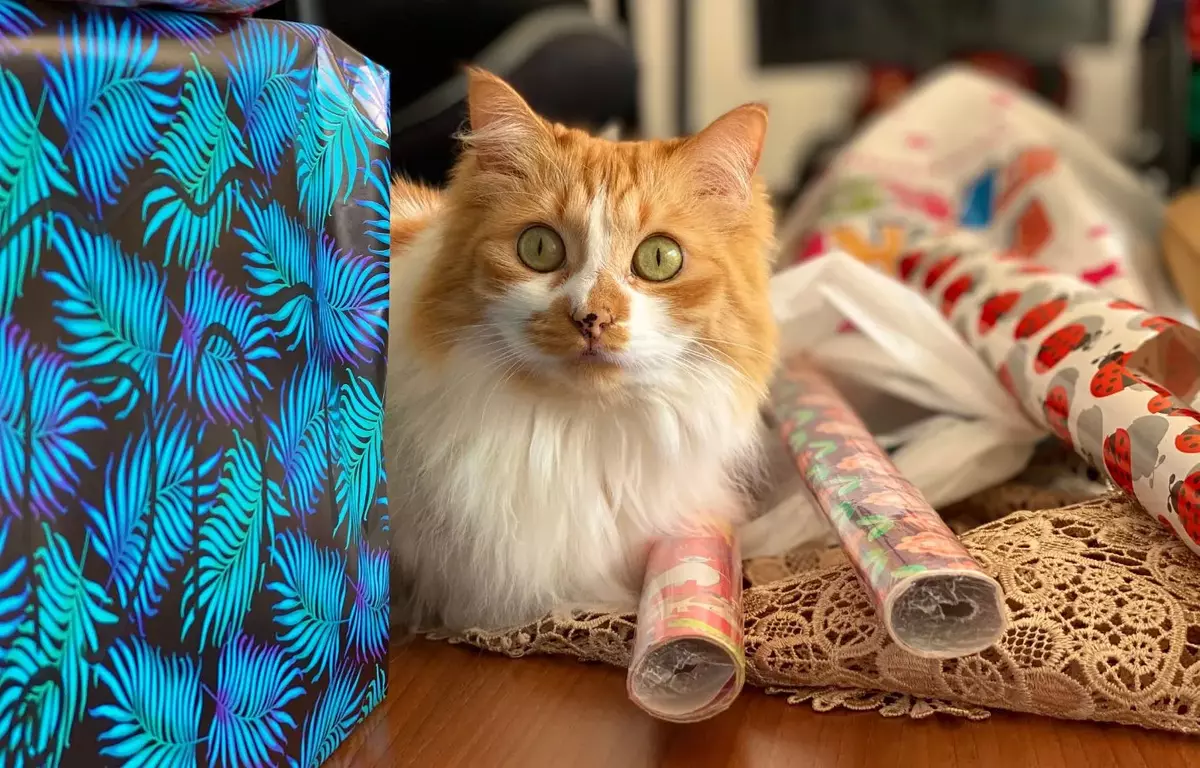 Cat Themed Gifts: 20 Purrfect Gifts that Every Cat Lovers Must Have