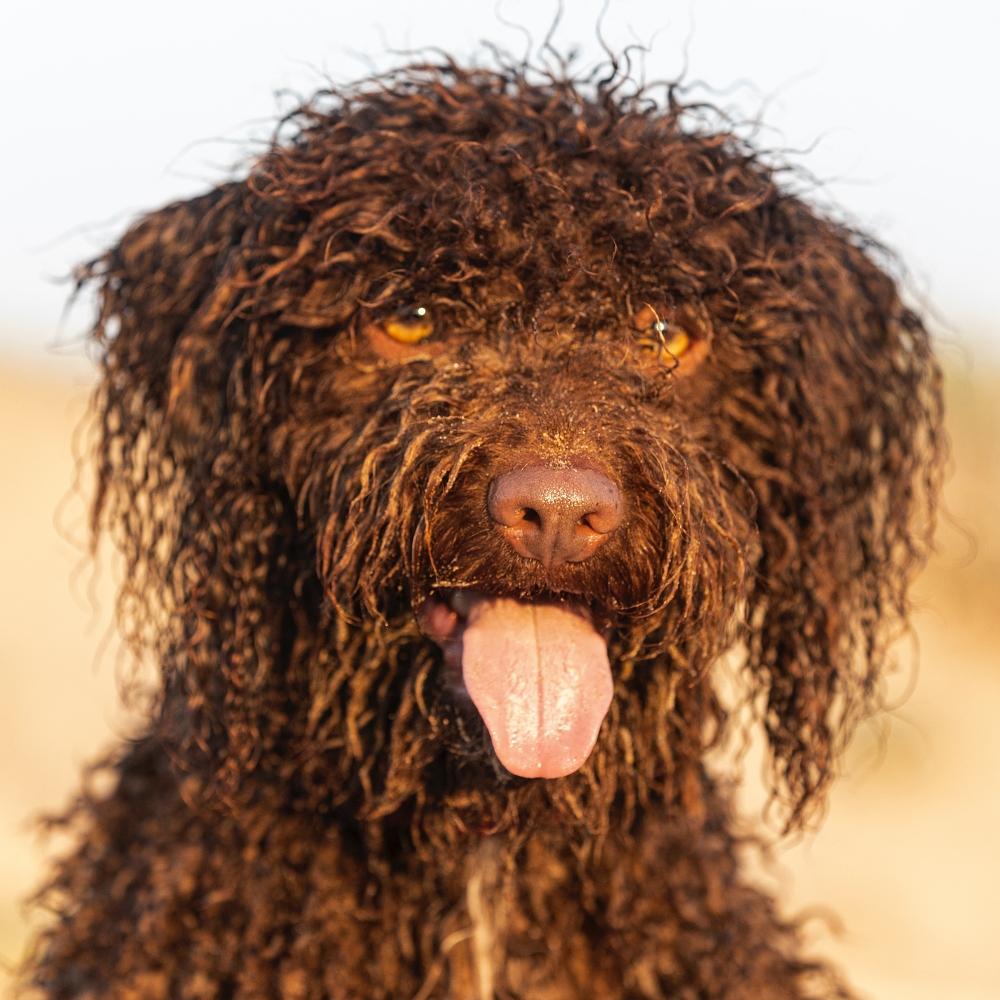 Lagotto romagnolo dog sticking out its tongue in nature