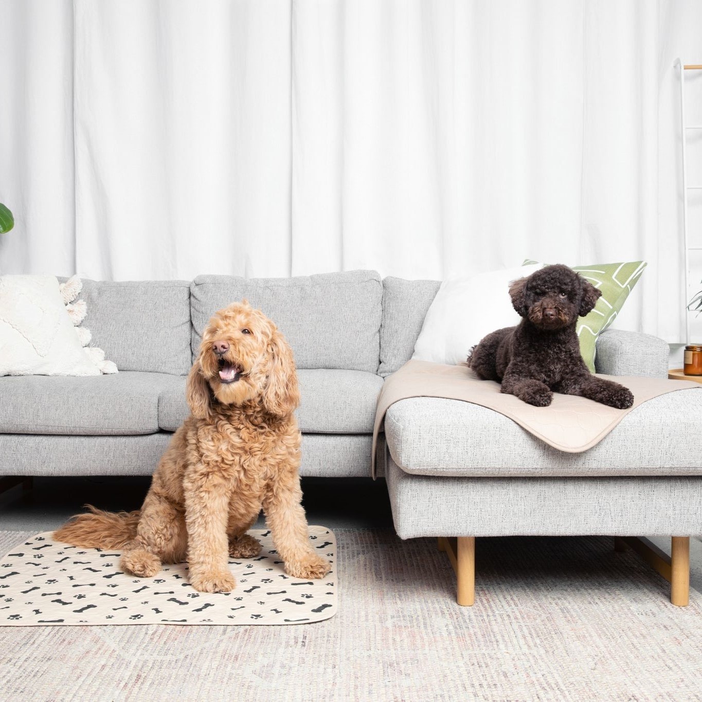 Two dogs relaxing in the living room