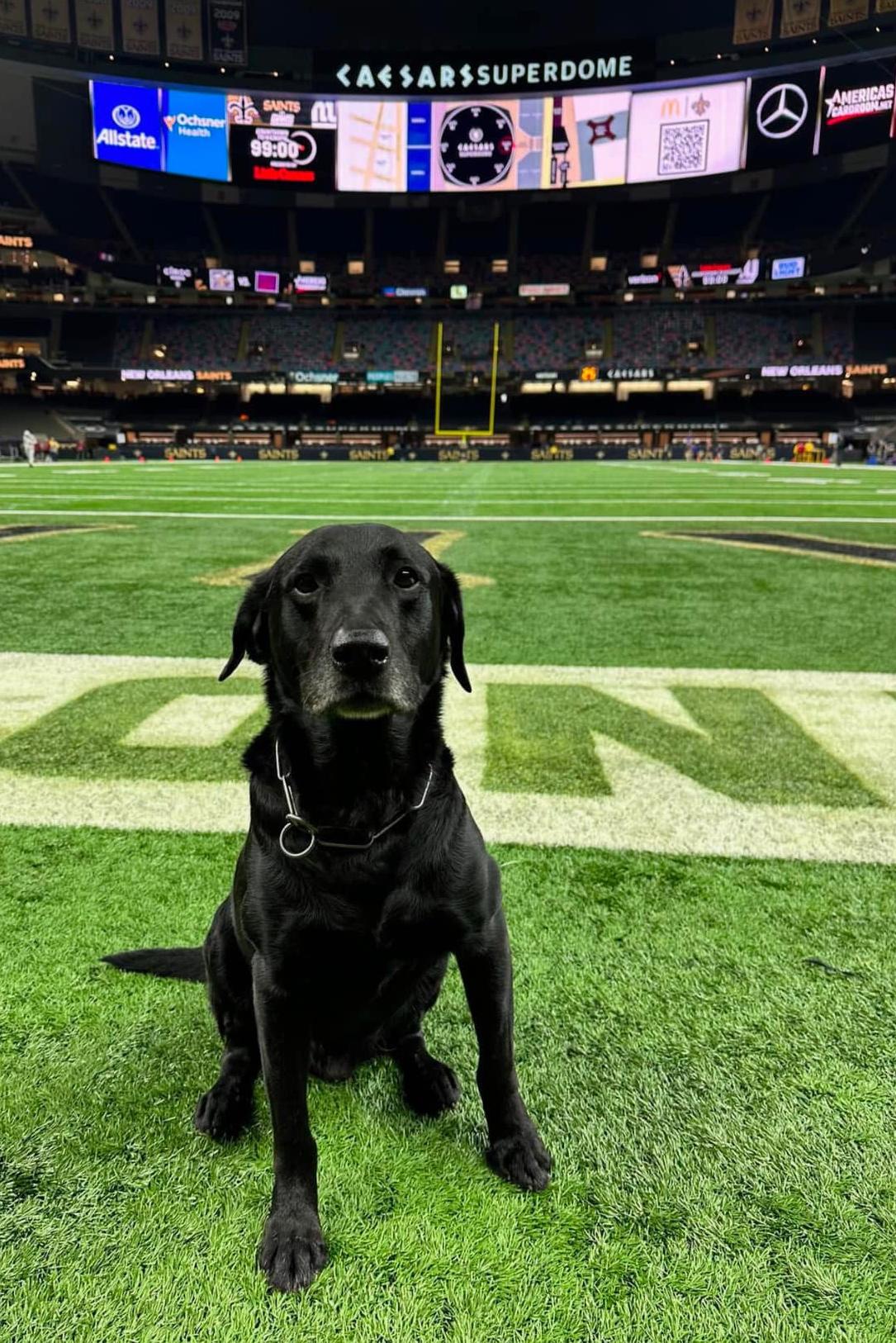 k9 jimmy on football field