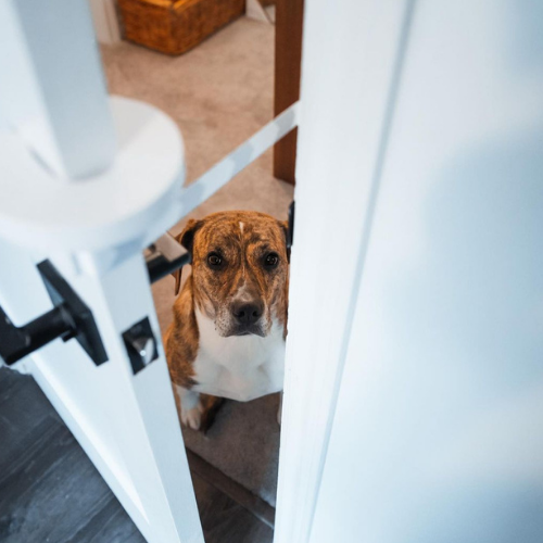 The Door Buddy - Blog - Keep Dog Out of Litterbox