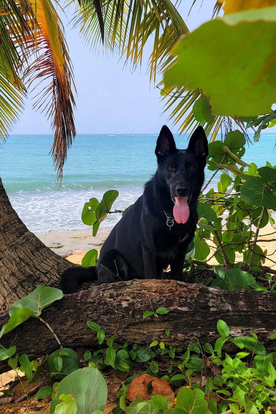 areck on the beach in puerto rico