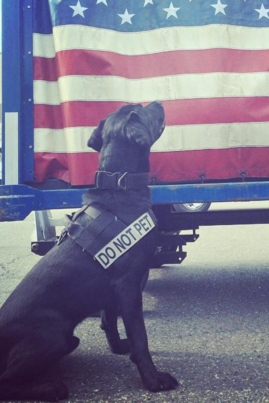k9 sara 207