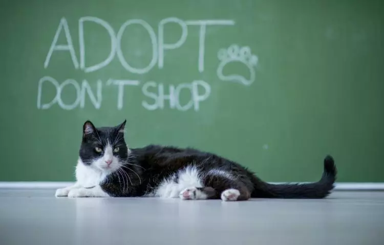 Adopting a cat checklist