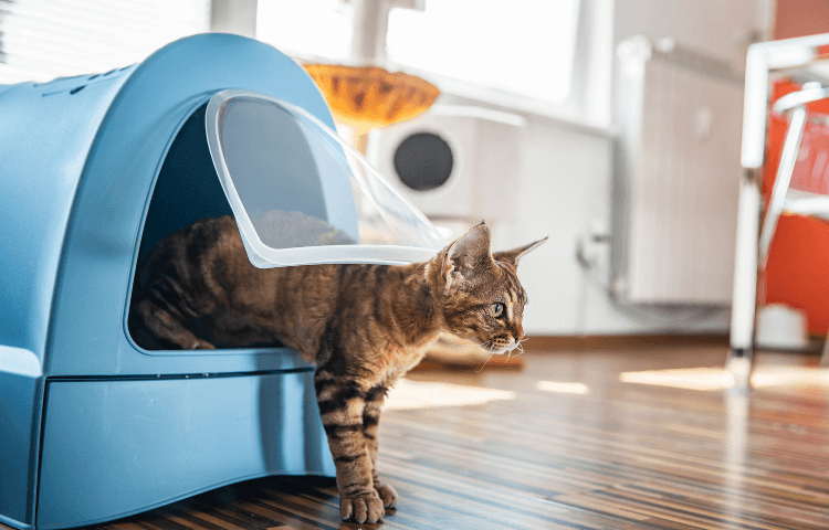 Where to Put Cat Litter Box in Small Apartment - Cover Photo