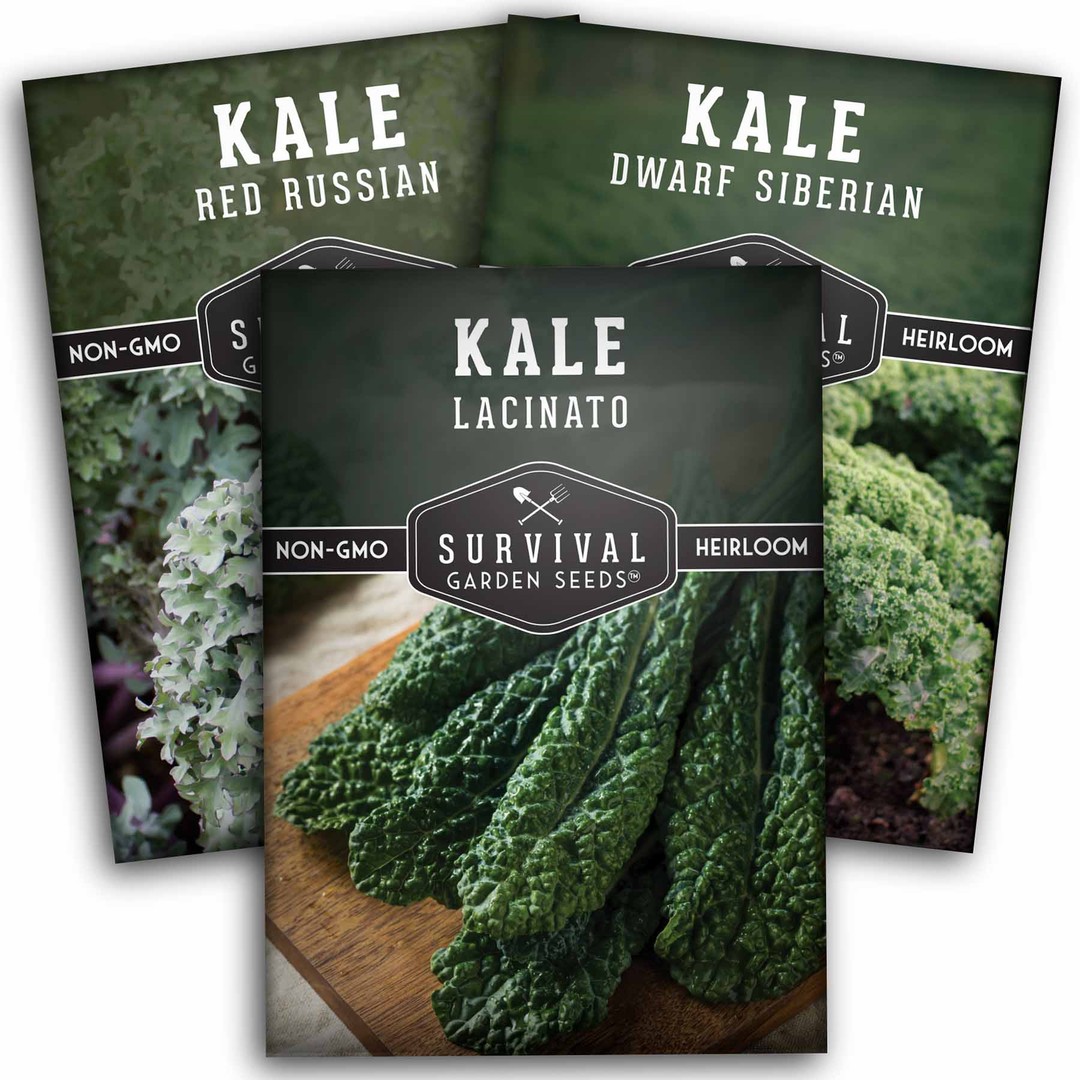 3 varieties of heirloom kale seeds