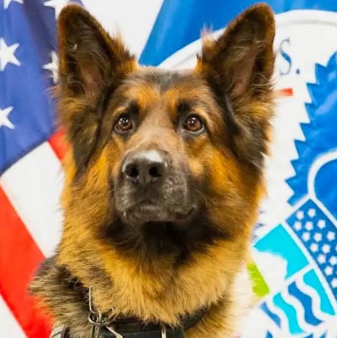 K-9 Rocky