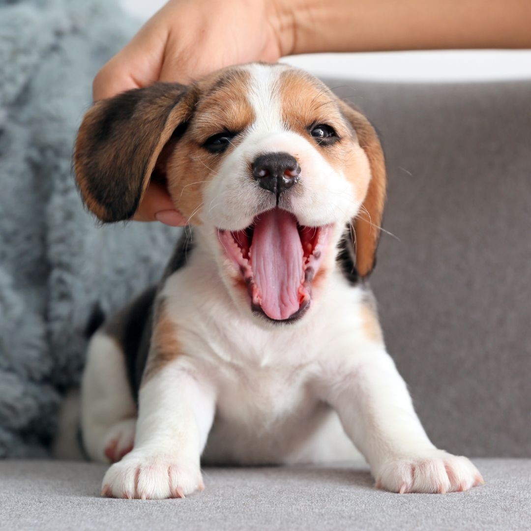 Beagle puppy yawning