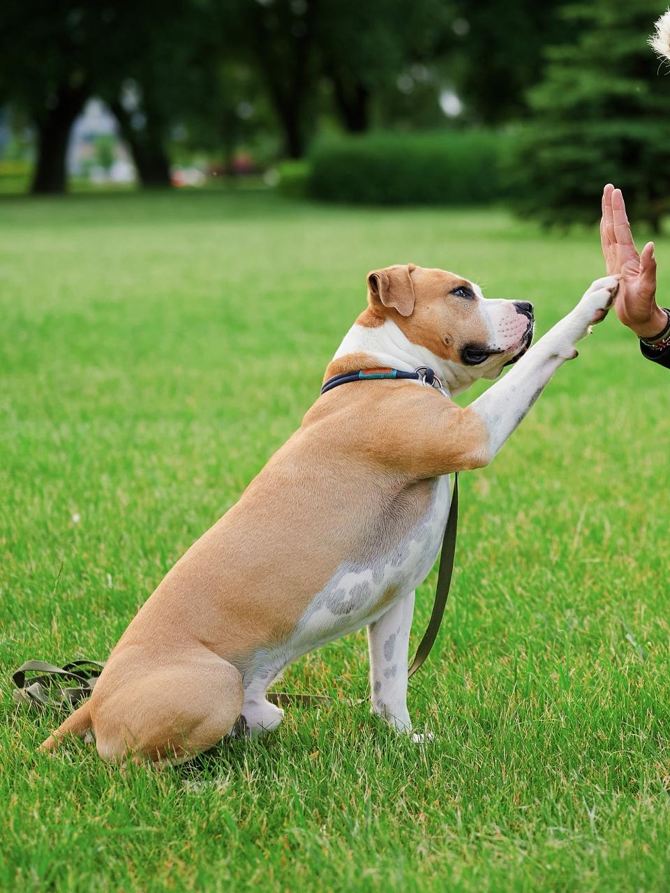 Man holding dog's paw in park, side view.