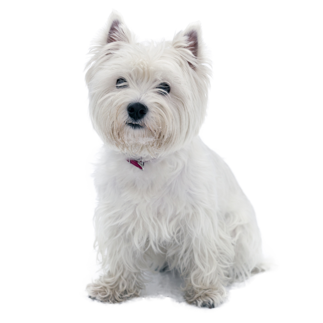 Bolognese Dog Breed