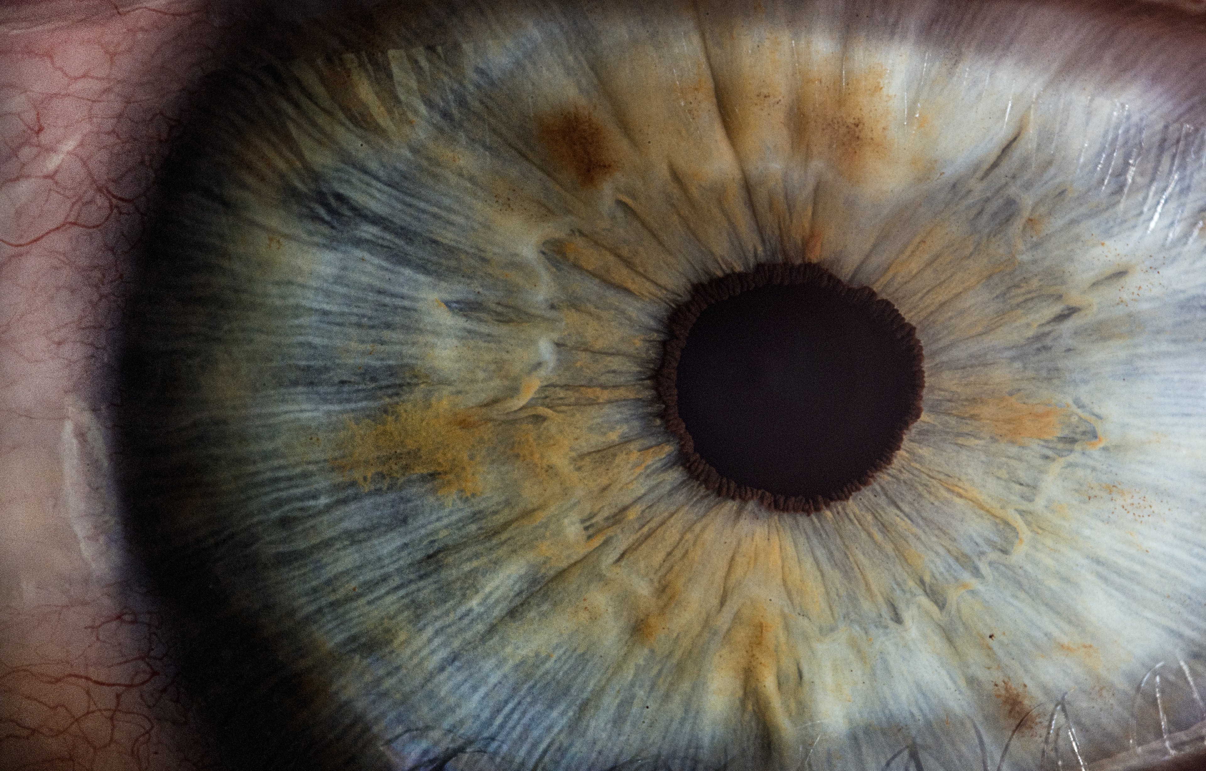 closeup photo of eye