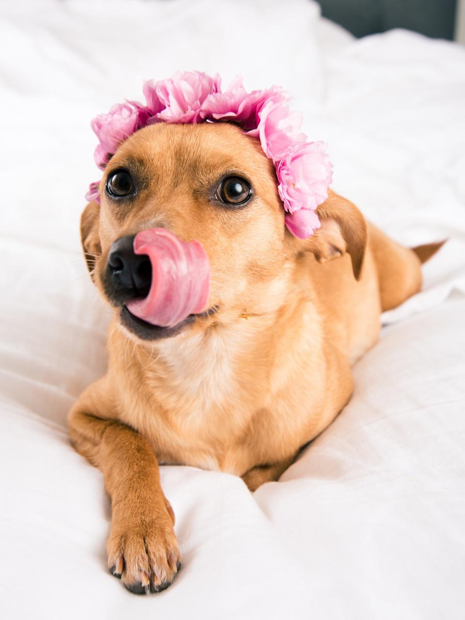 Small chihuahua dog in a dress stands in a field