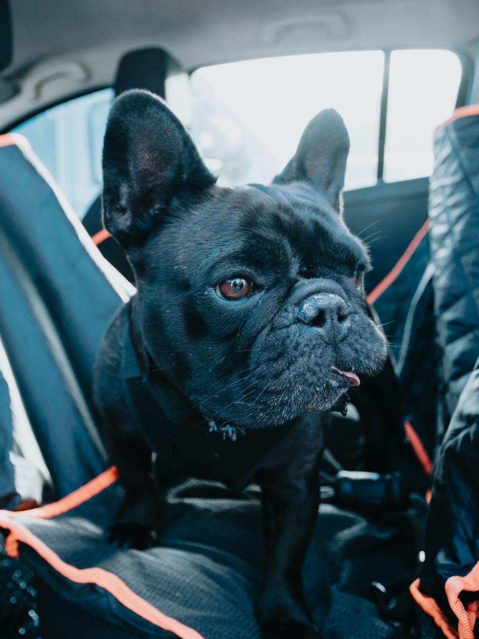 Young french bulldog dog on the car over a seat cover waiting for a walk looking for his partner.
