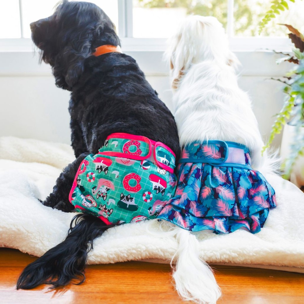 Two dogs in reusable diapers sitting on a dog bed