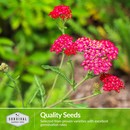 Quality herb seeds with excellent germination rates