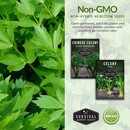 Non-gmo non-hybrid heirloom celery seeds