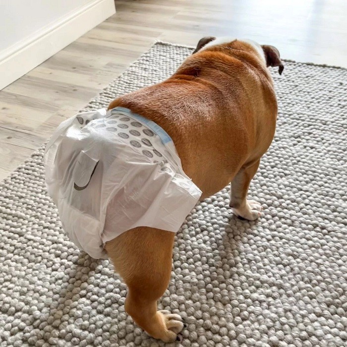 A dog wearing disposable diapers